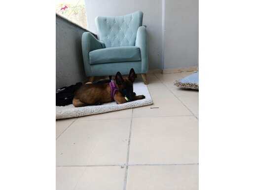 Belçika malinois safkan