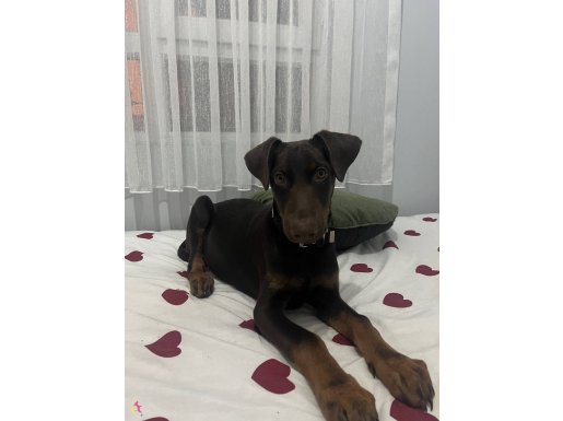 Doberman yavru 