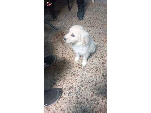 Sevimli 2 aylık golden 