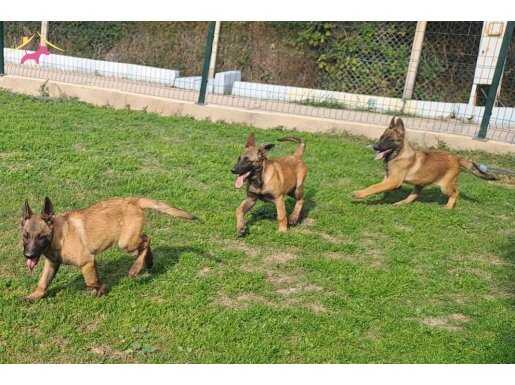 Kaliteli kan hattı malinois yavruları