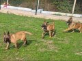 Kaliteli kan hattı malinois yavruları
