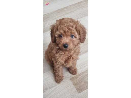 2 aylık erkek poodle