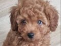 2 aylık erkek poodle