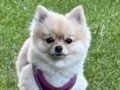 Pomeranian