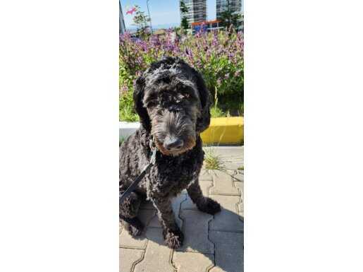 Siyah Goldendoodle