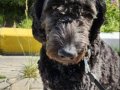 Siyah Goldendoodle