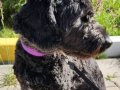 Siyah Goldendoodle