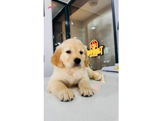 2.5 aylık baby face tuvalet eğitimi , otur, gel var