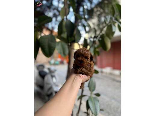 Toy poodle bebekler 