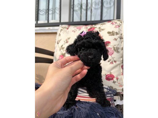 Kore - toy poodle bebekler