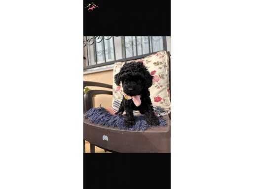 Kore - toy poodle kömür renkli dişi bebek