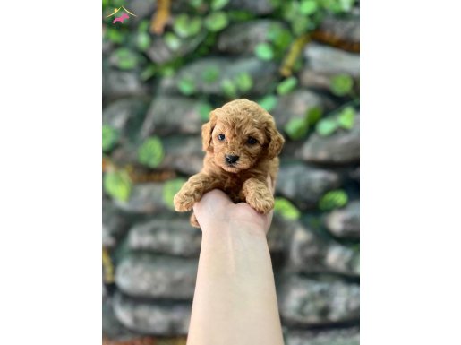 Kore kan toy poodle yavrular 