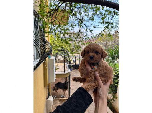 Kore Kan Toy Poodle | Ev Terbiyesine Uygun Kıvırcık Yumak