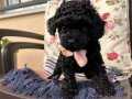 Kore - toy poodle kömür renkli dişi bebek