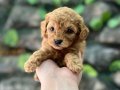 Kore kan toy poodle yavrular 