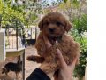Kore Kan Toy Poodle | Ev Terbiyesine Uygun Kıvırcık Yumak