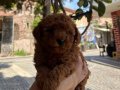 Kore poodle bebekler 