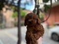 Kore kan toy poodle ve kore poodle yavrular 