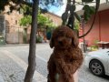 Kore kan toy poodle ve kore poodle yavrular 