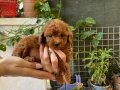 Kore kan toy poodle ve kore poodle yavrular 