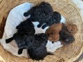 Kore kan toy poodle ve kore poodle yavrular 