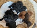 Kore kan toy poodle ve kore poodle yavrular 