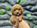 Korekan toy poodle