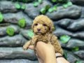 Korekan toy poodle