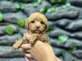 Korekan toy poodle