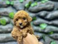 Korekan toy poodle