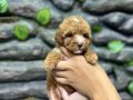 Korekan toy poodle