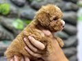 Korekan toy poodle