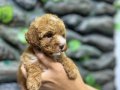 Korekan toy poodle