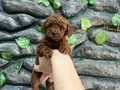 Kore poodle koyu kahve bebekler 