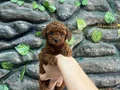 Kore poodle koyu kahve bebekler 