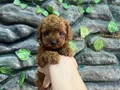 Kore poodle koyu kahve bebekler 