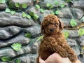 Kore poodle koyu kahve bebekler 