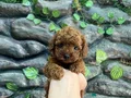 Kore poodle koyu kahve bebekler 