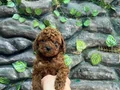 Kore poodle koyu kahve bebekler 