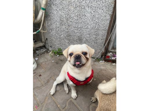 1.5 yaşında erkek çok temiz 