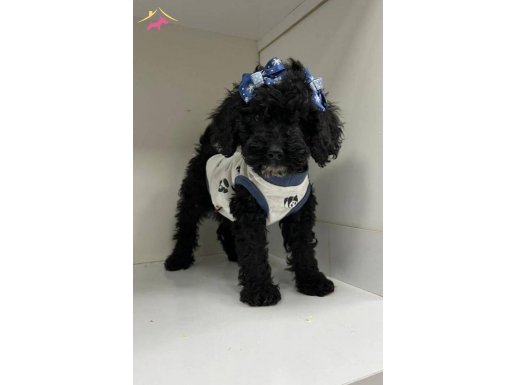 Uygun fiyatlı toy poddle