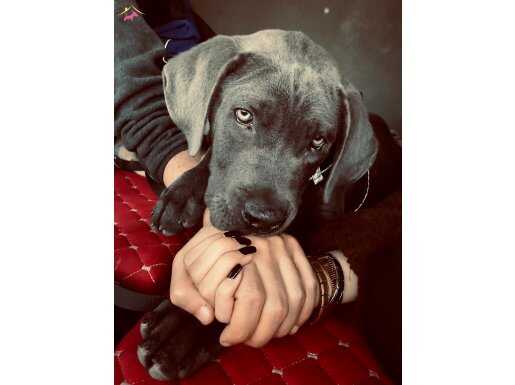 KENDİ KÖPEĞİM TAŞINDIĞIM İÇİN VERİCEM