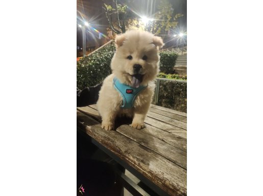 2 aylık erkek karakterik yavru aşıları yapılmış