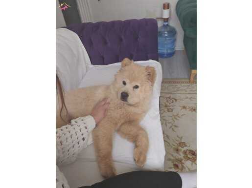 Karakteriyle Büyüleyen Aslan Yelesi: Chow Chow