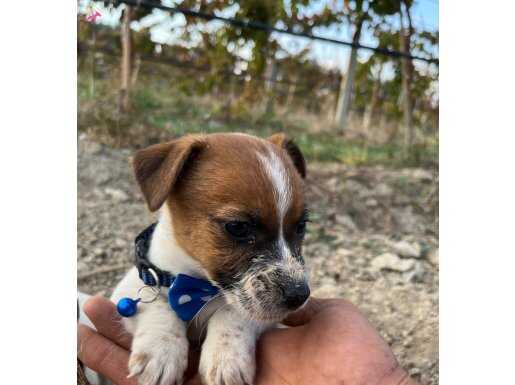 Fıc Kıf A Babadan Jack Russel Yavrular SAHİPLENDİRİLECEK