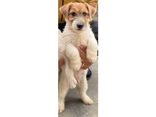 FIC KIF A SEÇERE JACK RUSSEL ERKEK