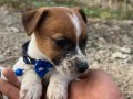 Fıc Kıf A Babadan Jack Russel Yavrular SAHİPLENDİRİLECEK