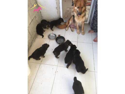 Orijinal Alman Kurdu Yavruları 