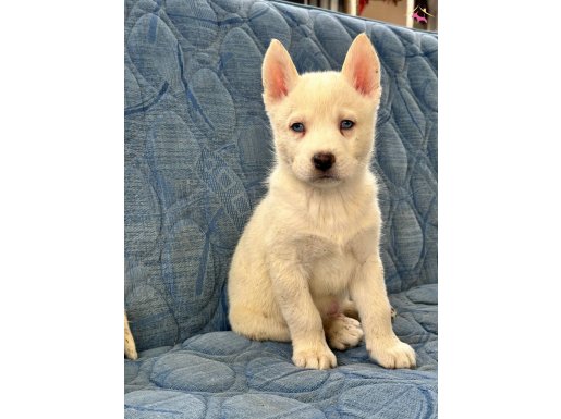 Bembeyaz sibirya yavrular