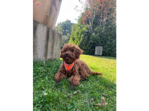 6 aylık sevimli poodle 